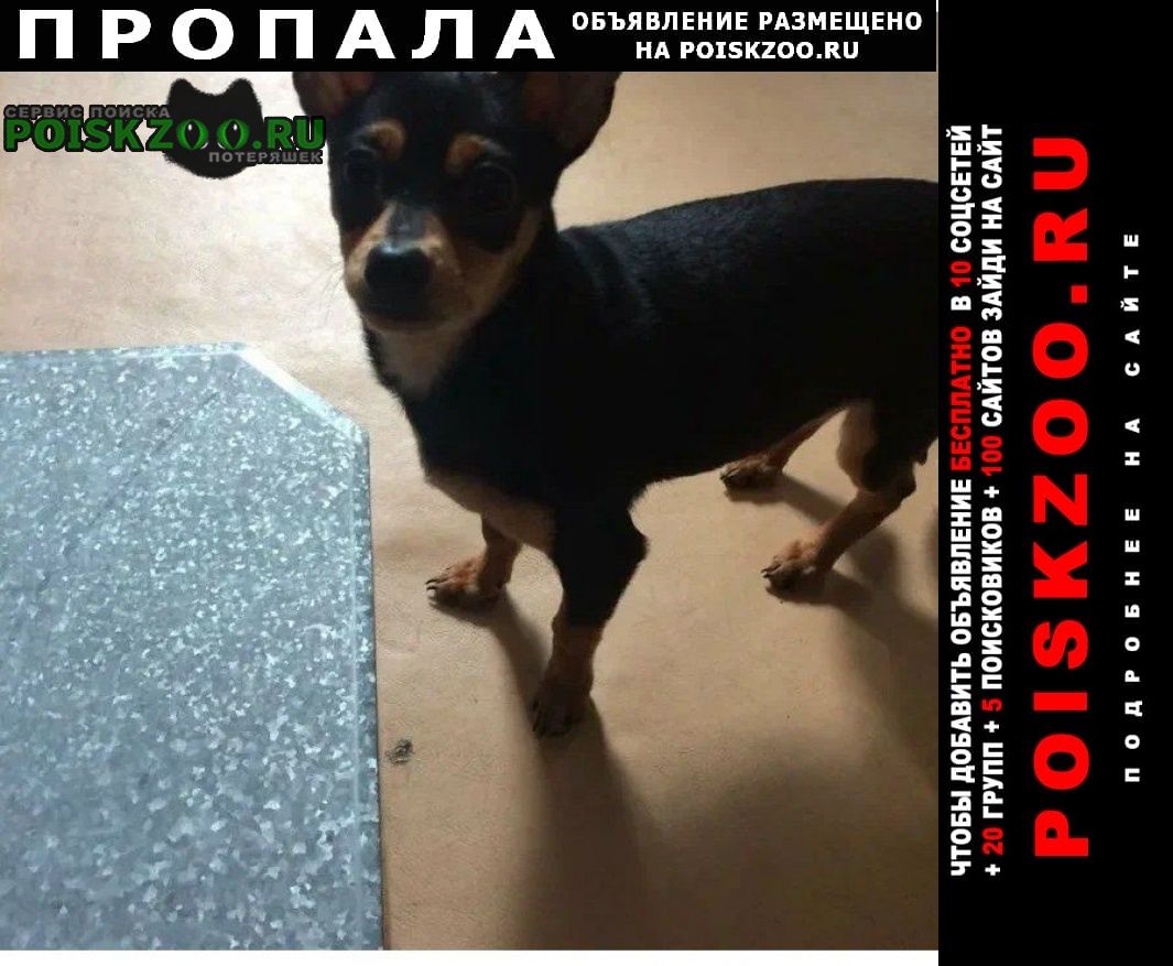 Пропала собака на фото не она, но похожая Троицк Челябинская обл.