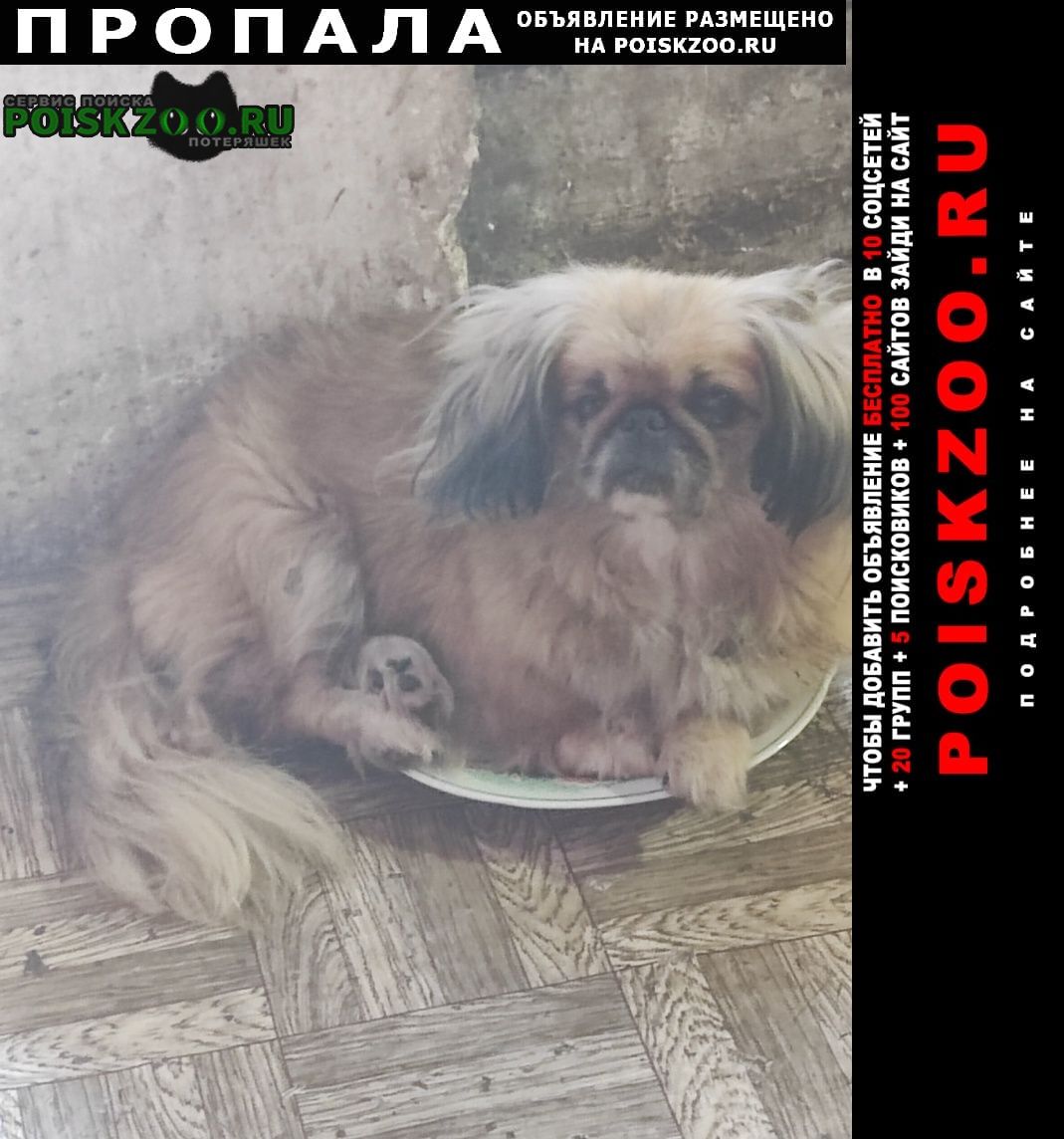 Севастополь Пропала собака потерялась собака каролевски пикинэс