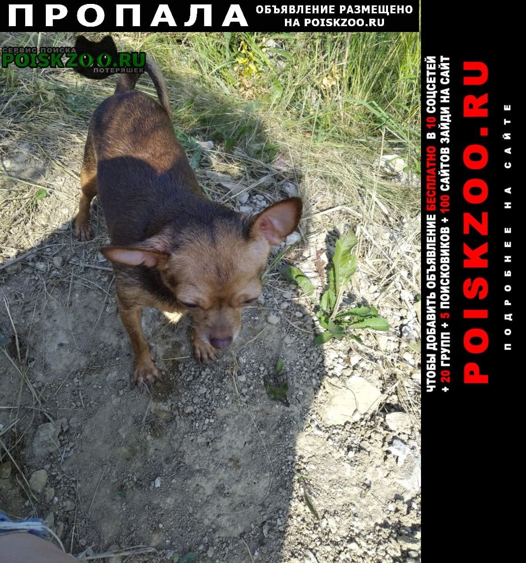 Пропала собака маленькая девочка 8. 5 лет чихуахуа Барсуки