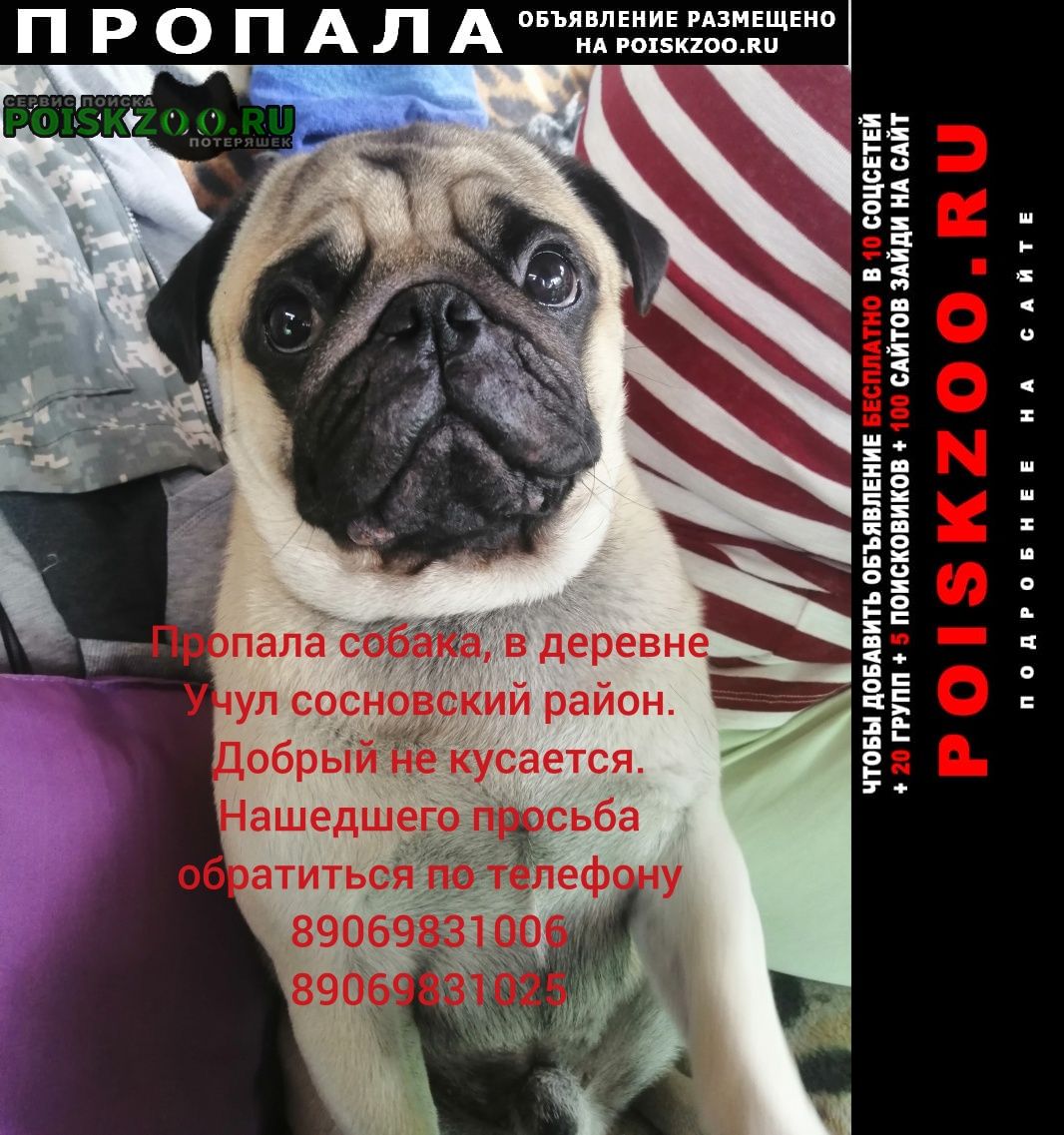 Пропала собака кобель мопс Новокузнецк