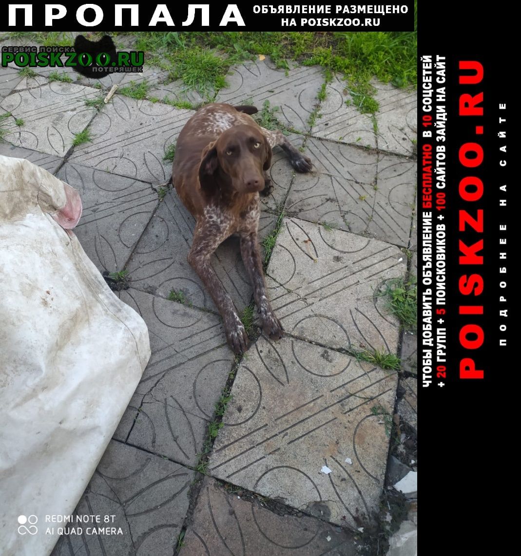 Пропала собака курцхаар Краснодар