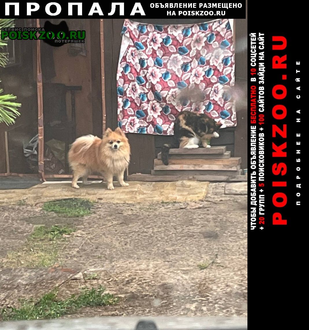 Комсомольск-на-Амуре Пропала собака кобель померанский шпиц, рыжий окрас 10 лет пот