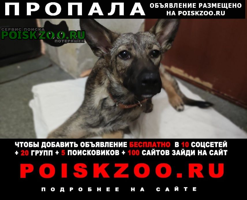 Пермь Пропала собака в г. перми месяц назад