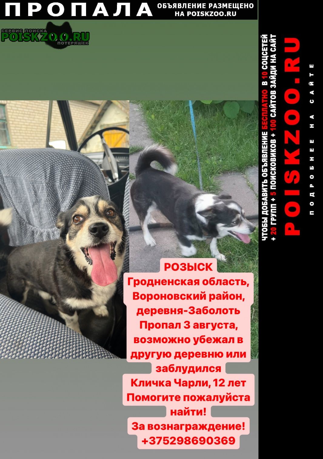 Пропала собака кобель Вороново Гродненская обл.