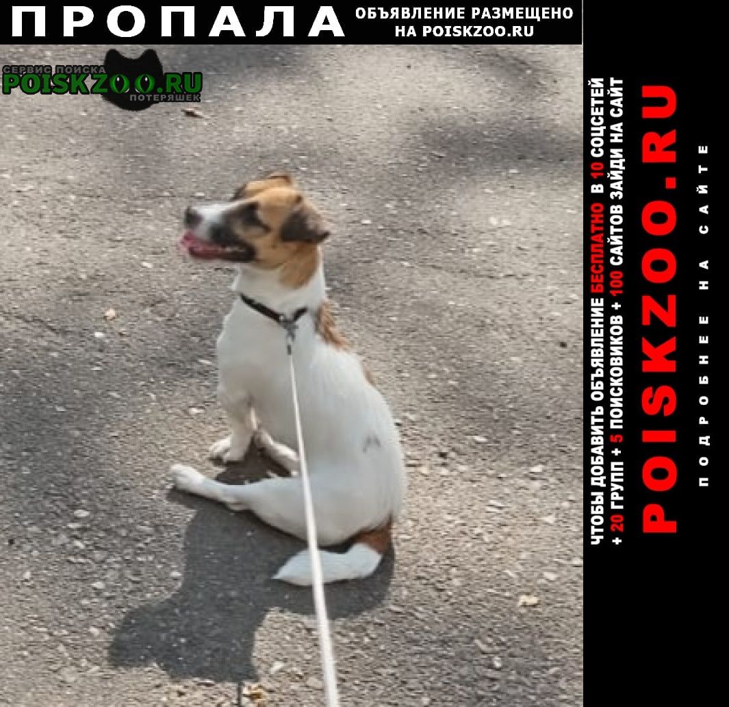 Красноярск Пропала собака щенок джек рассел.