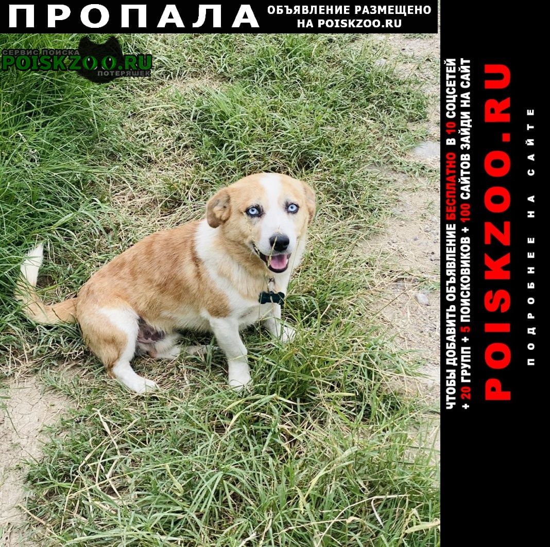 Тбилиси Пропала собака кобель просим помощи