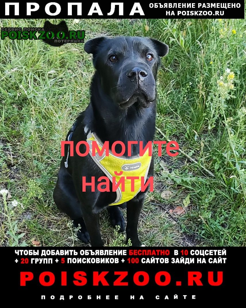 Саров (Нижегородская обл.) Пропала собака