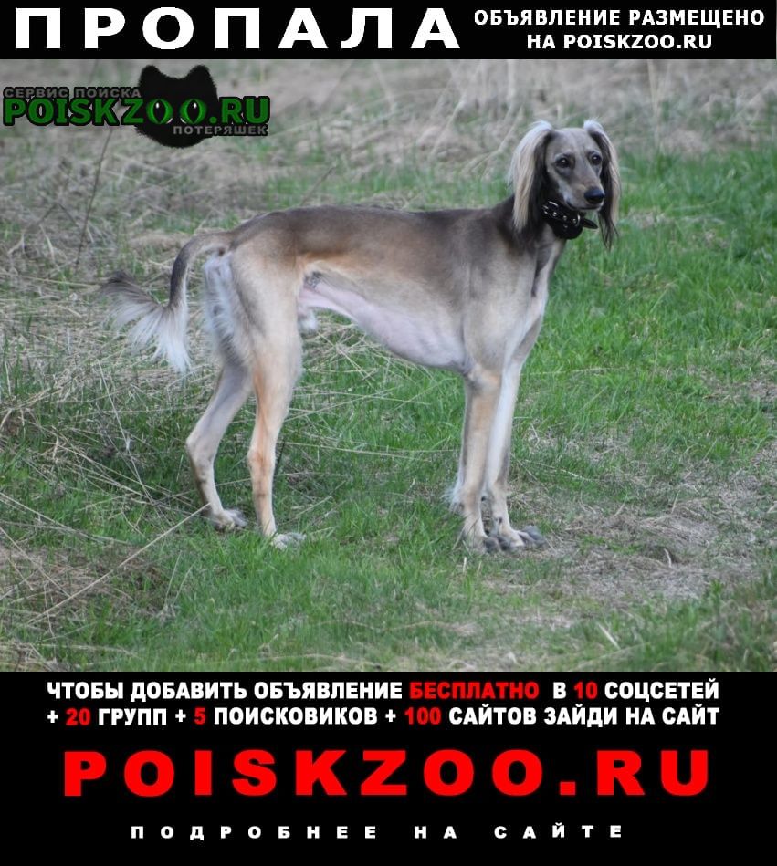 Москва Пропала собака кобель борзая тазы