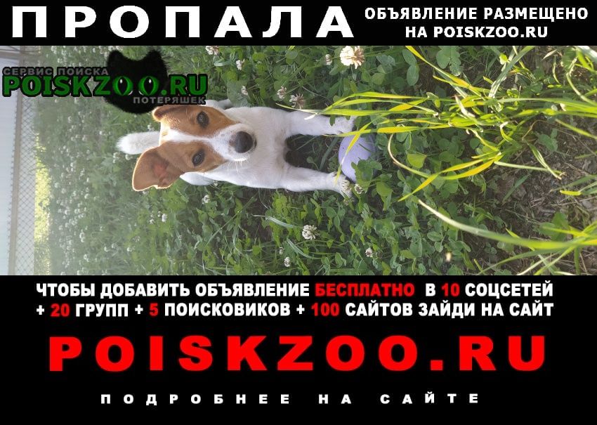 Пропала собака порода джек рассел терьер Брянск