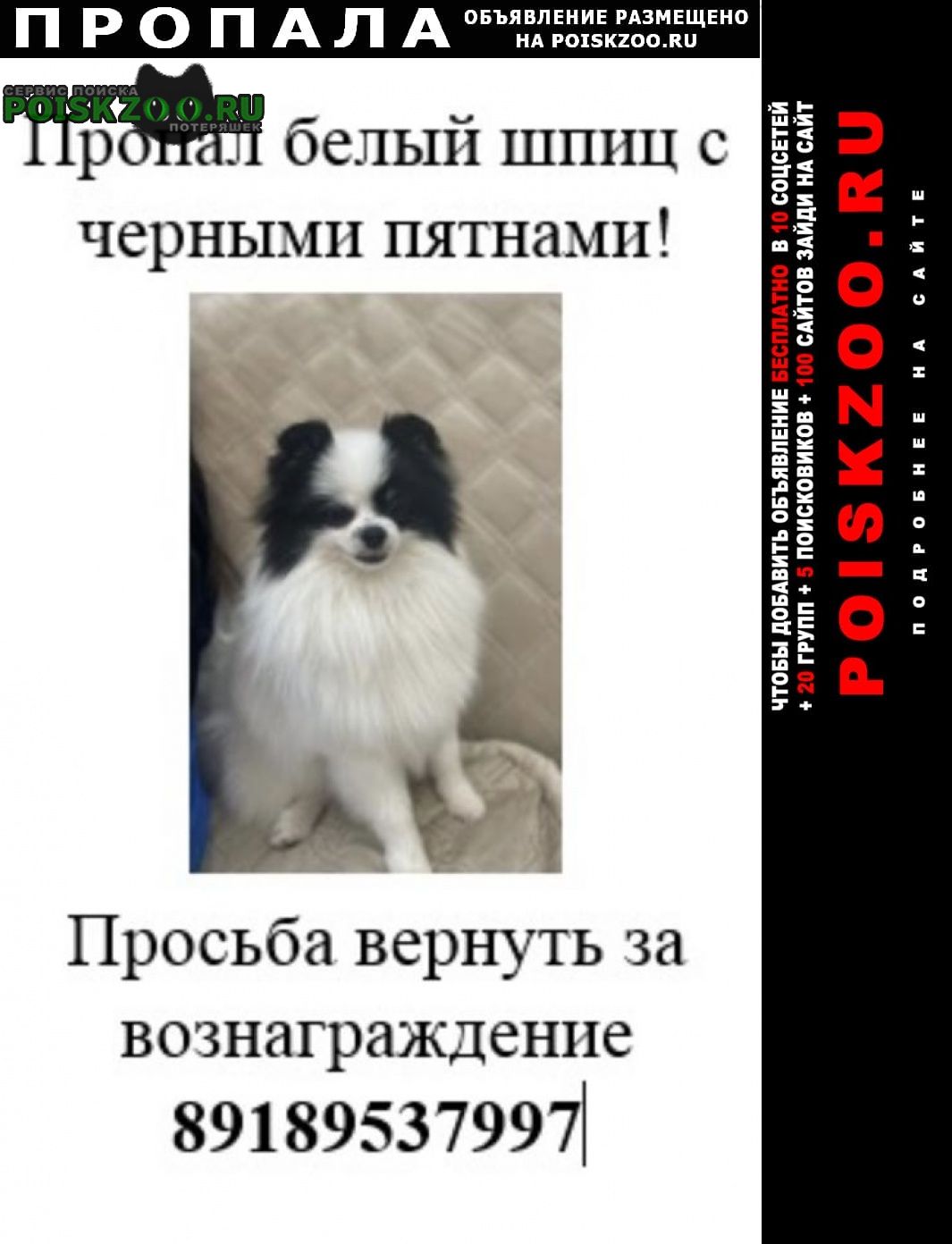 Краснодар Пропала собака шпиц белый с черными пятнами