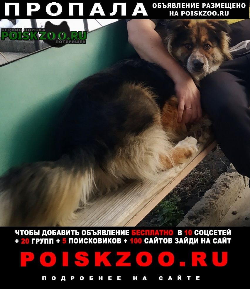 Луганск Пропала собака кобель в районе магазина краснощековский