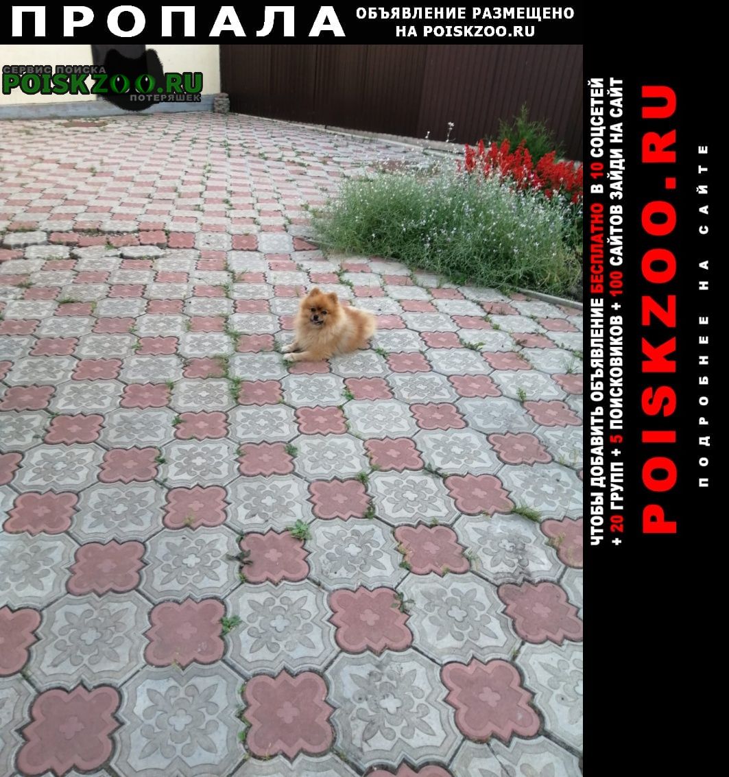 Пропала собака кобель Октябрьский (Башкирия)