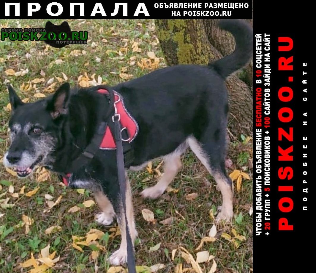 Пропала собака кобель вознаграждение гарантировано Ярославль