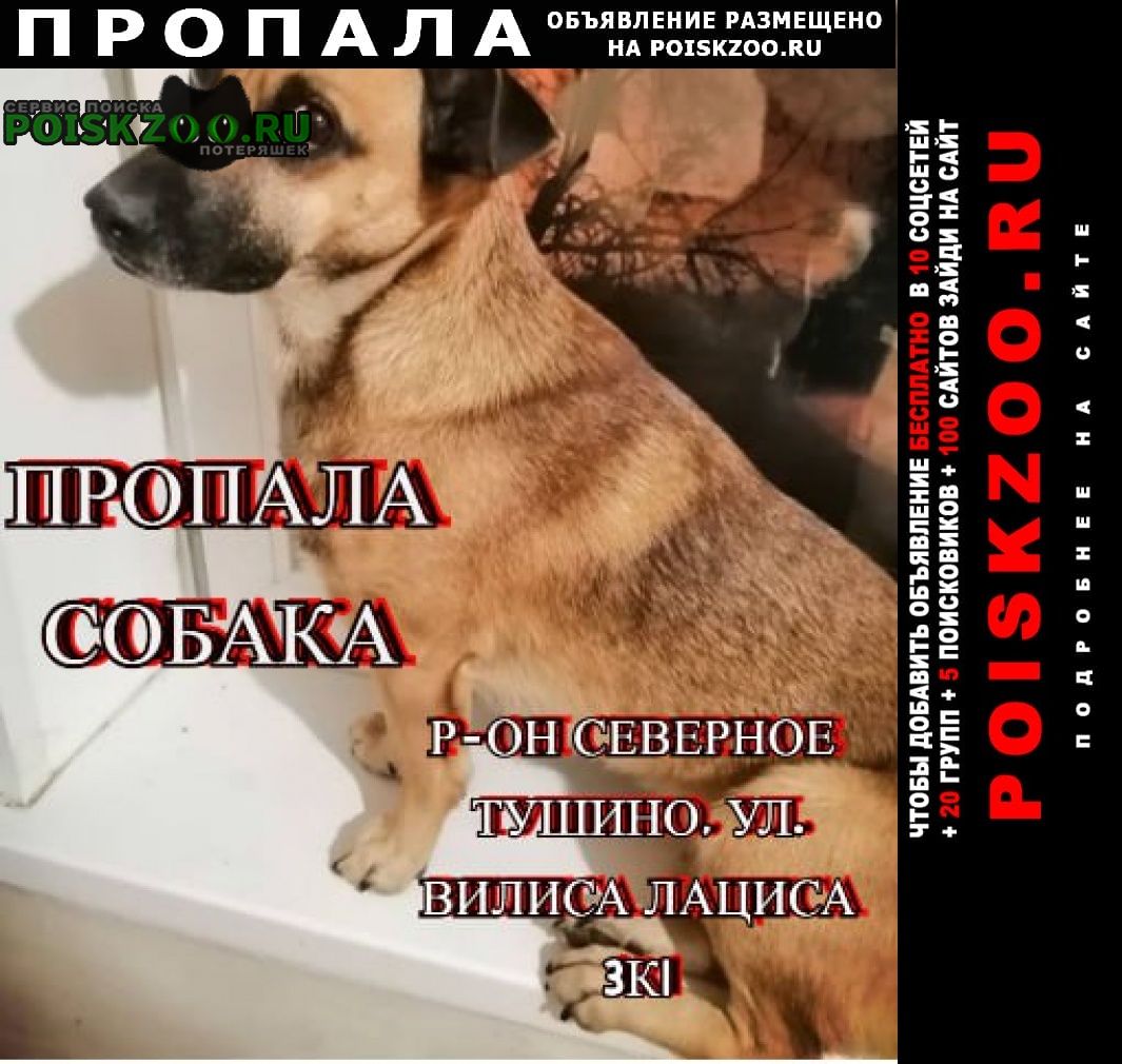 Пропала собака кобель срочно Москва