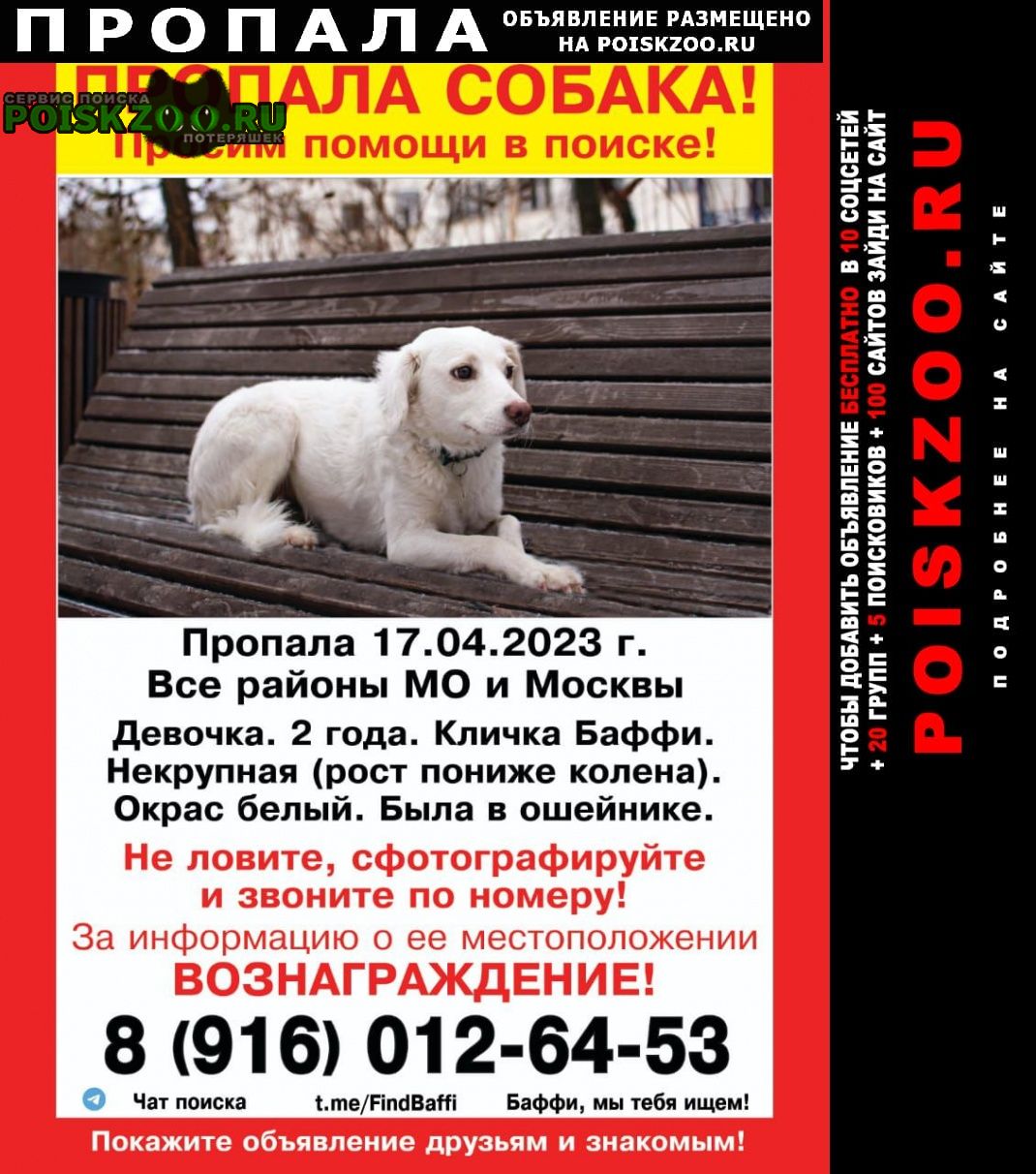 Москва Пропала собака баффи