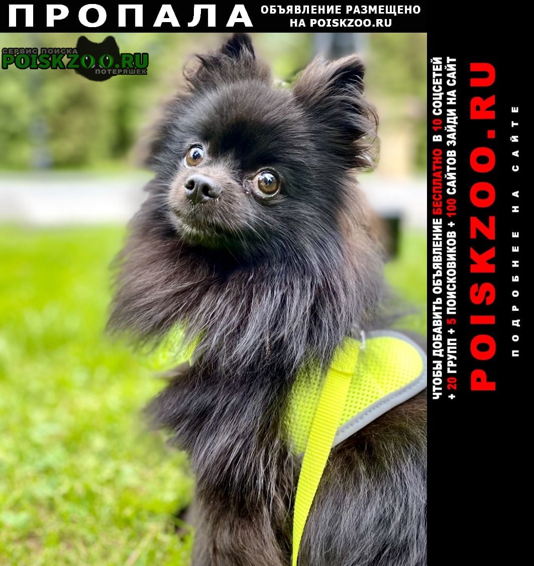 Пропала собака город Москва