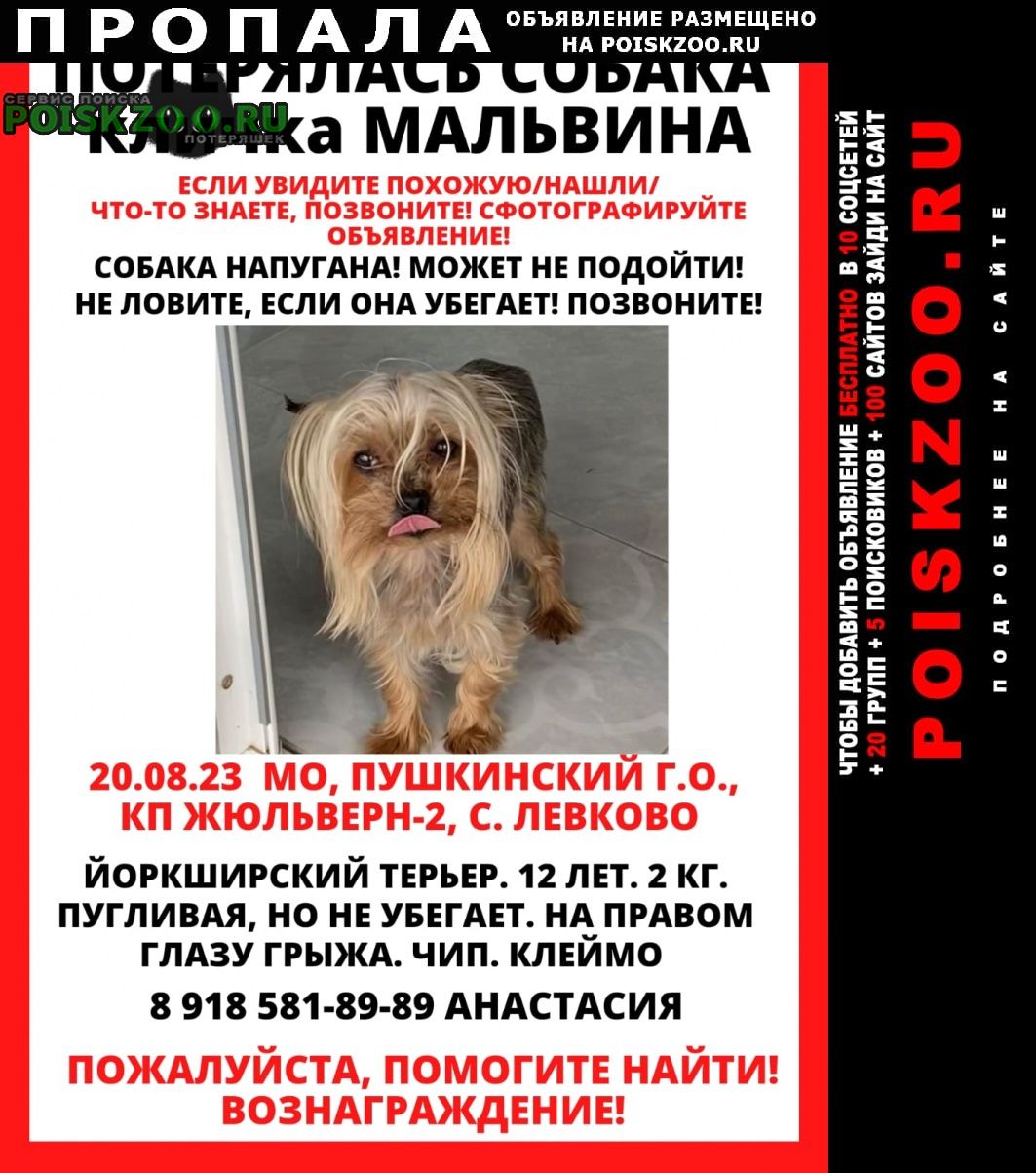 Пропала собака йорк Пушкино