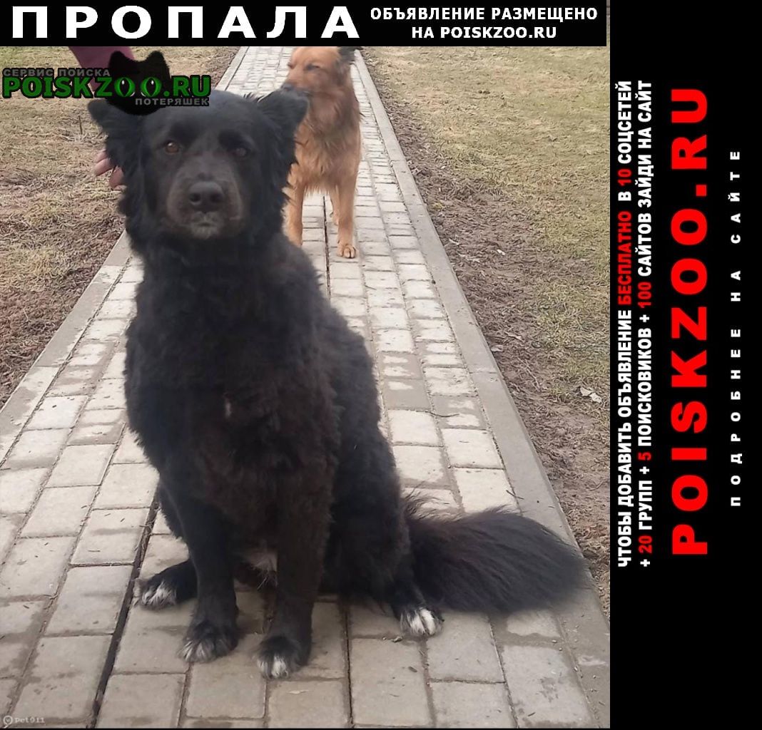 Москва Пропала собака девочка. 5 лет. имя аска