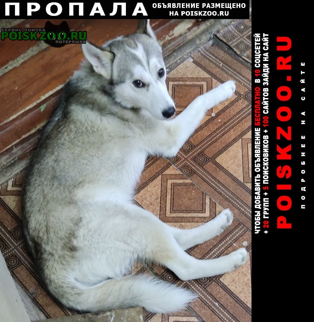 Пропала собака кобель помогите найти пожалуйста Волгоград