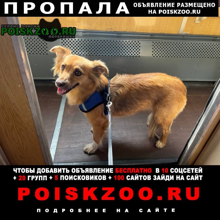 Санкт-Петербург Пропала собака