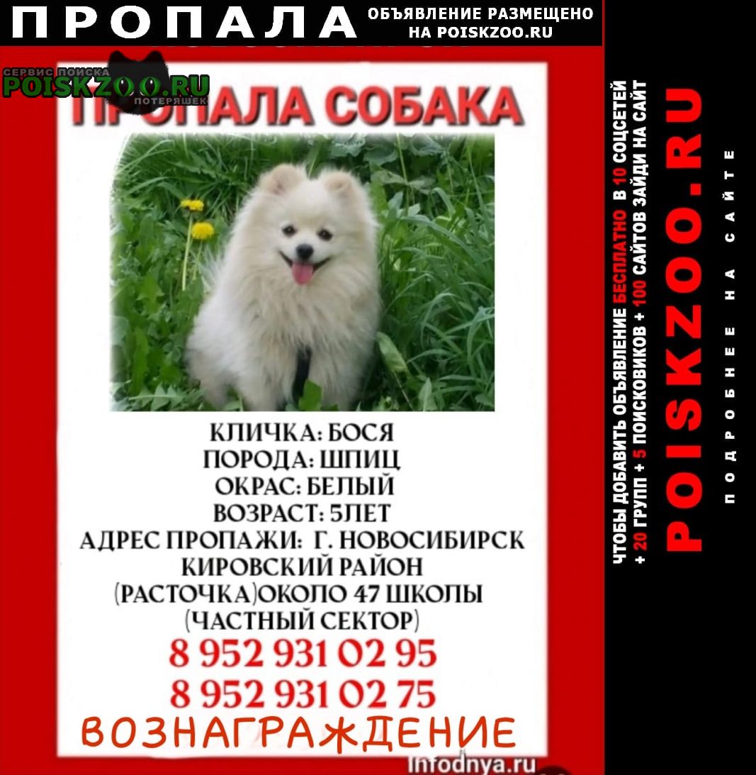 Пропала собака кобель вознаграждение Новосибирск