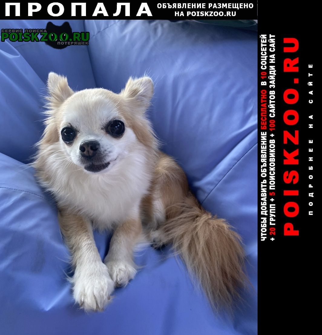 Пропала собака 12 лет Москва