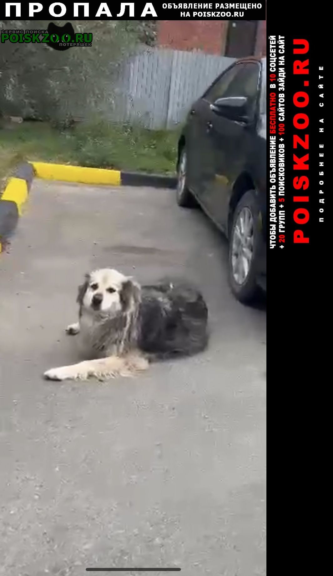 Пропала собака Казань