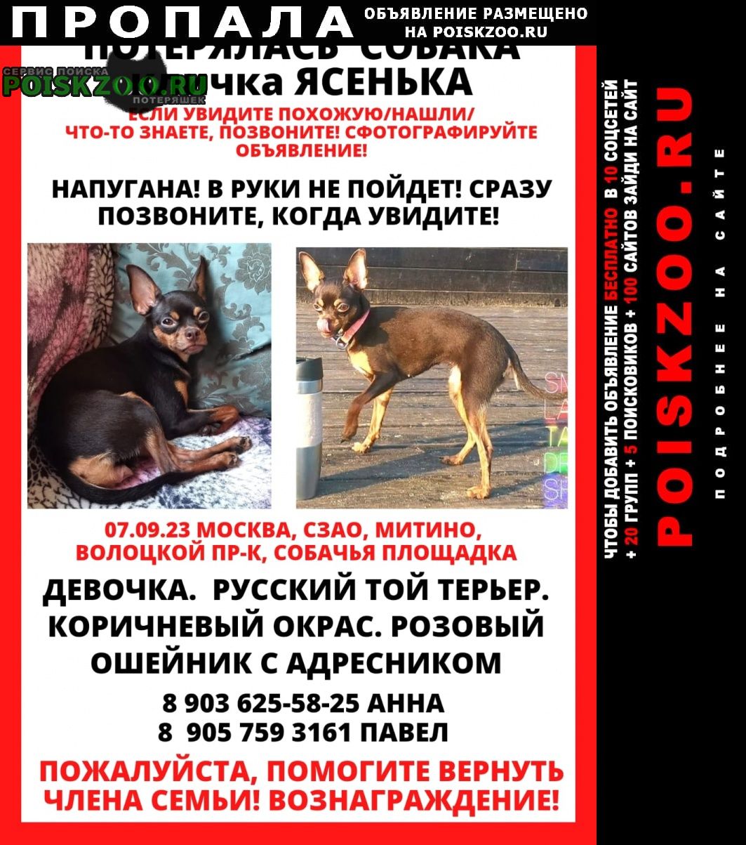Пропала собака помогите пожалуйста Москва