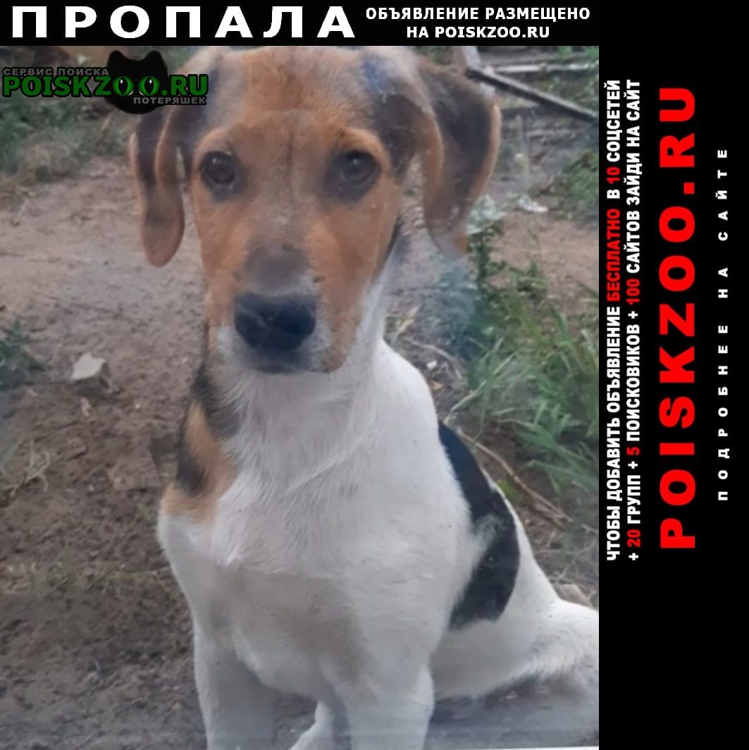 Городище (Волгоградская обл.) Пропала собака кобель