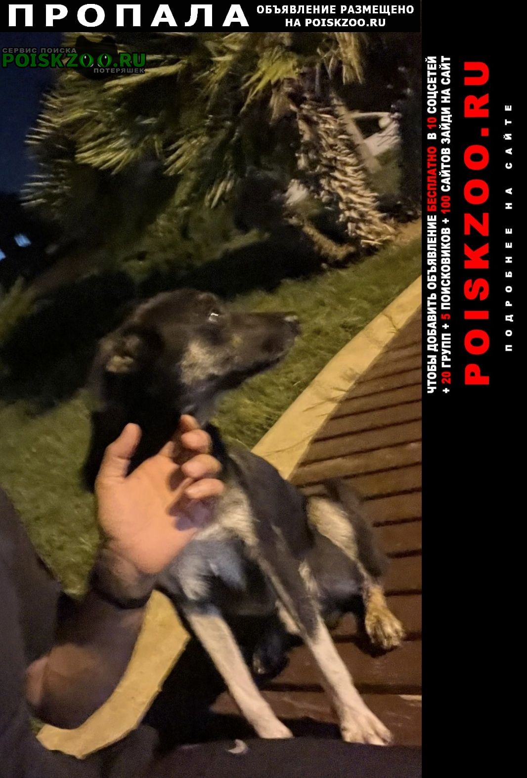 Пропала собака кобель в районе белого города пес Баку