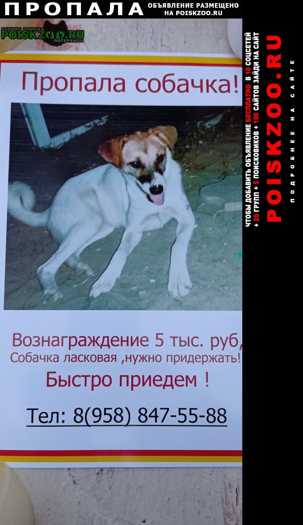 Пропала собака щенок Краснодар
