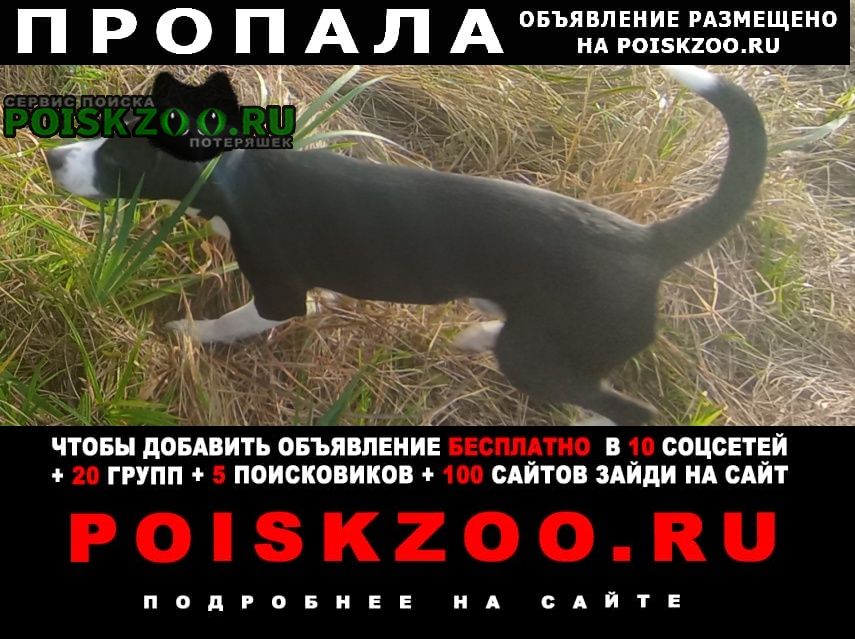 Калининград (Кенигсберг) Пропала собака кобель щенок