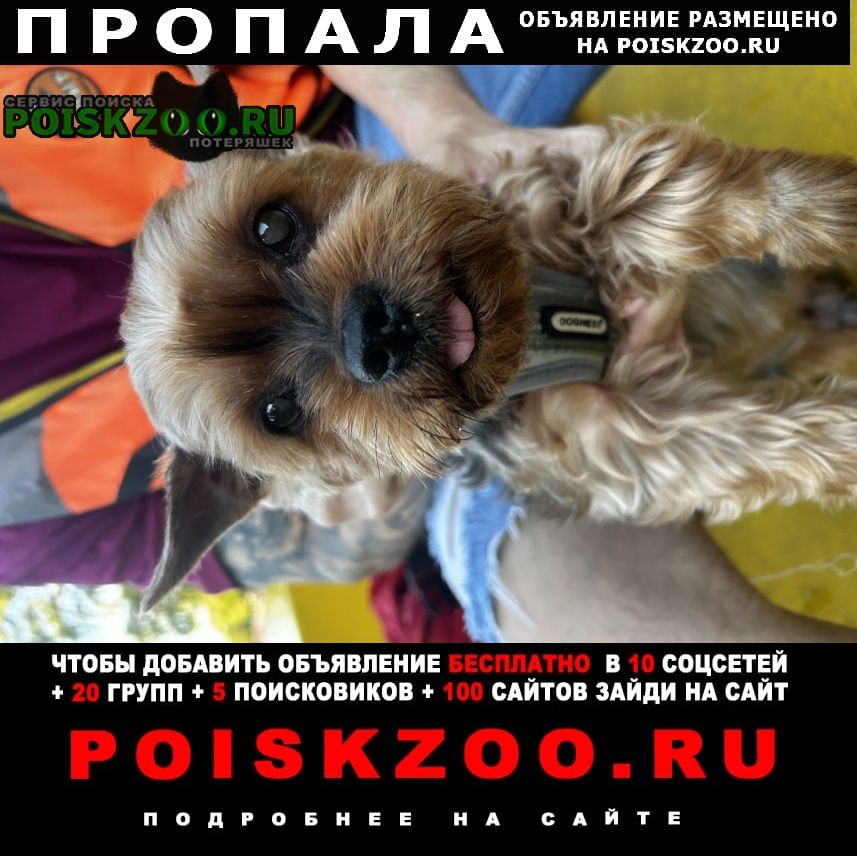 Пропала собака кобель потерялась собака Троицк