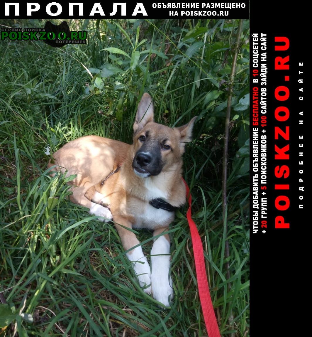 Пропала собака кобель щенок 4 месяца, федя Москва
