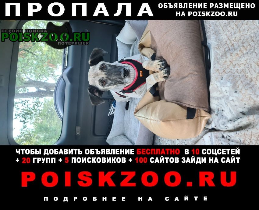 Зеленоград Пропала собака кобель в лесу в д. юрлово