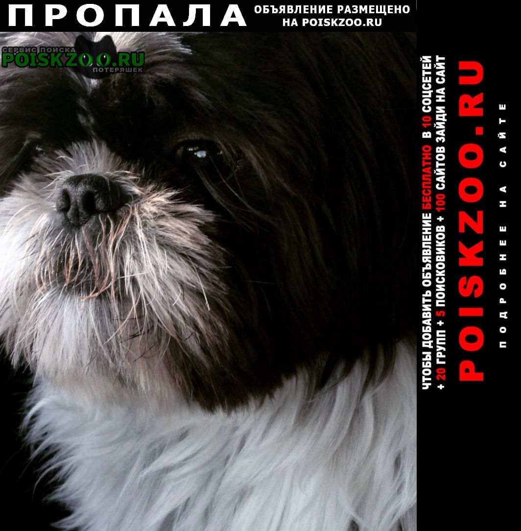 Донецк (ДНР) Пропала собака