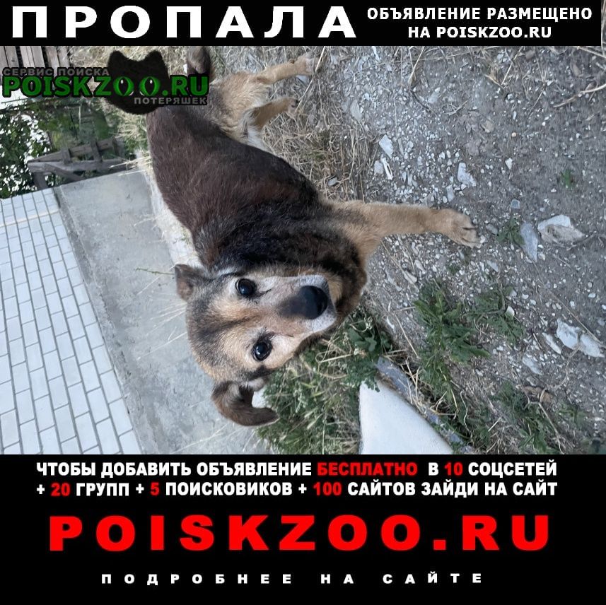 Новороссийск Пропала собака, девочка, старая.