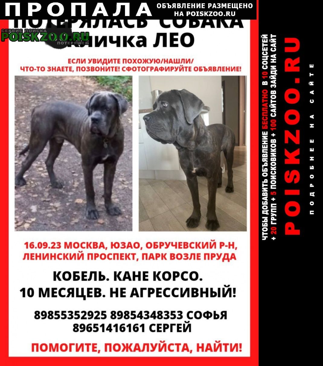 Пропала собака кобель кане корсо, подросток Москва