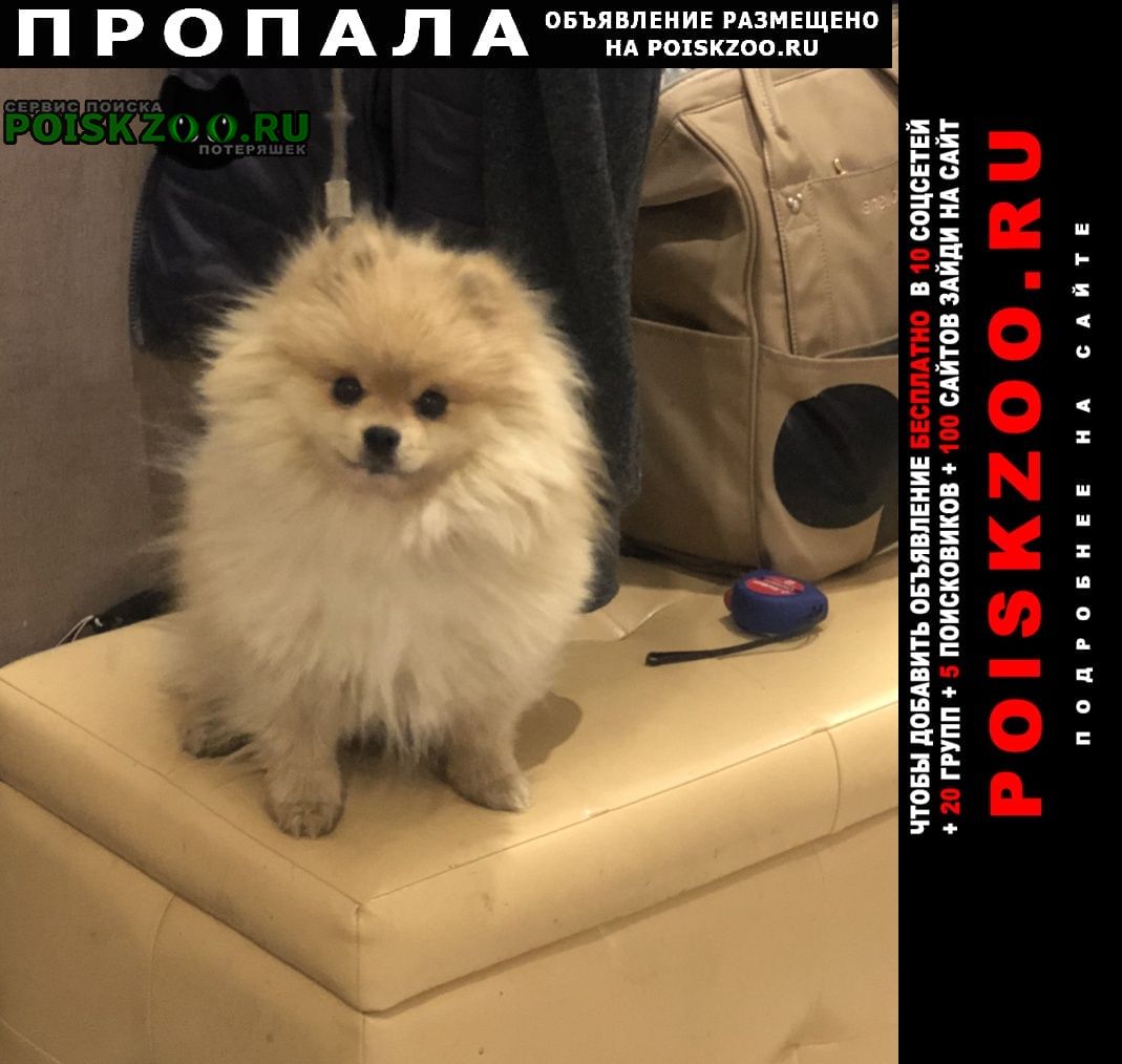 Иркутск Пропала собака кобель шпиц