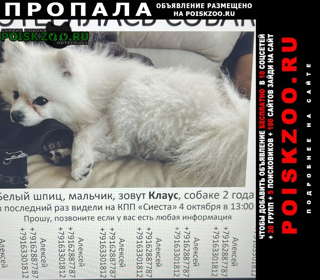 Пропала собака Домодедово