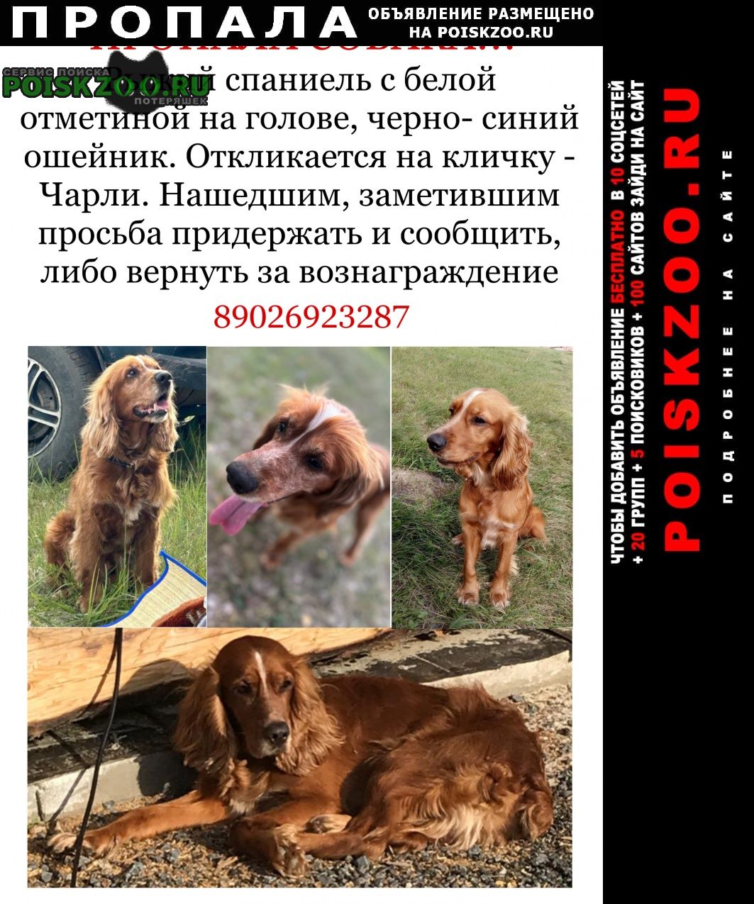 Когалым (Тюменская обл.) Пропала собака кобель