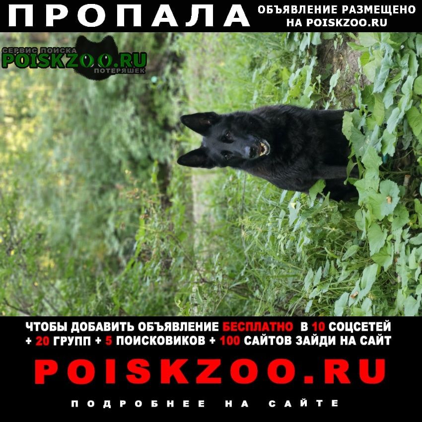 Пропала собака в с. сосновка чёрная овчарка Хабаровск