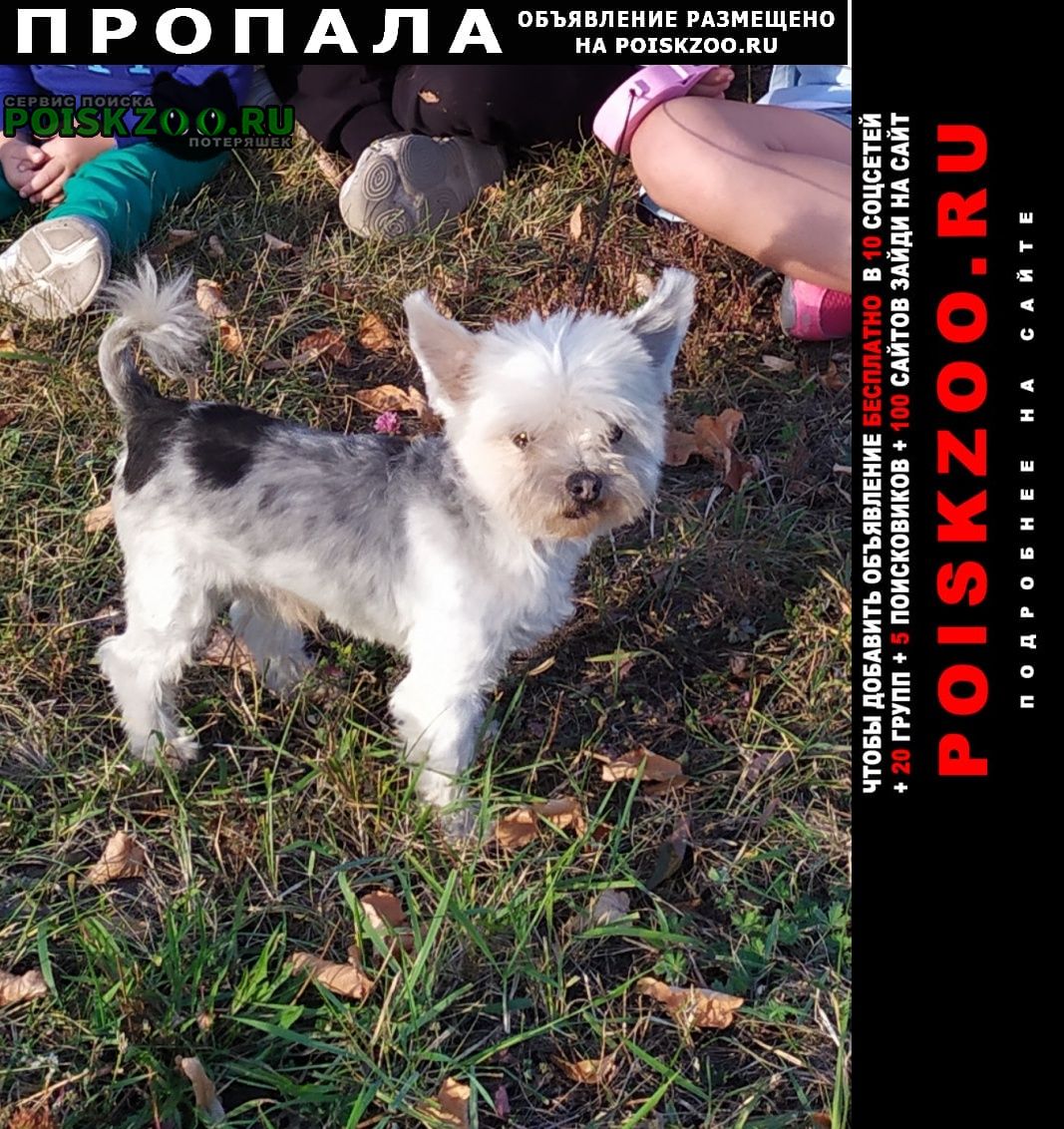 Москва Пропала собака кобель белый бивер йоркширский терьер