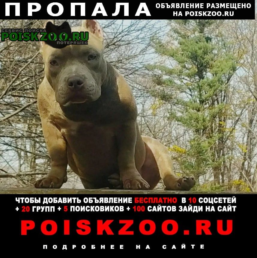 Пропала собака американский булли Владивосток