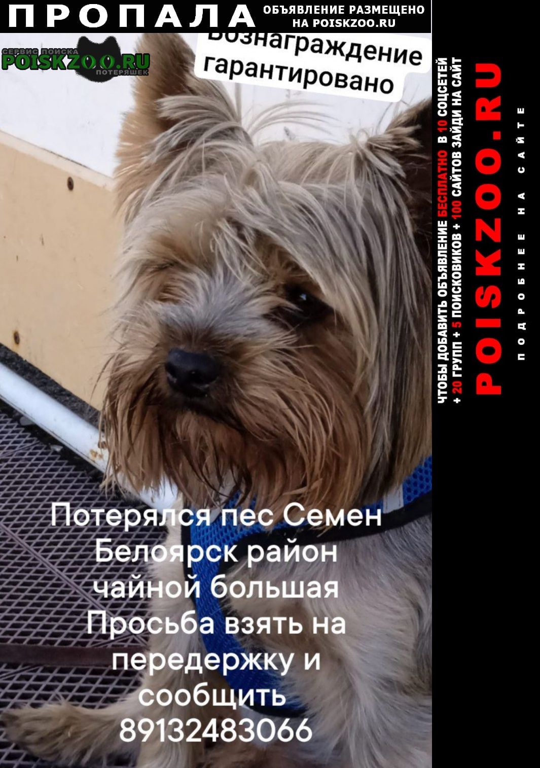 Новоалтайск Пропала собака кобель вознаграждение гарантированно