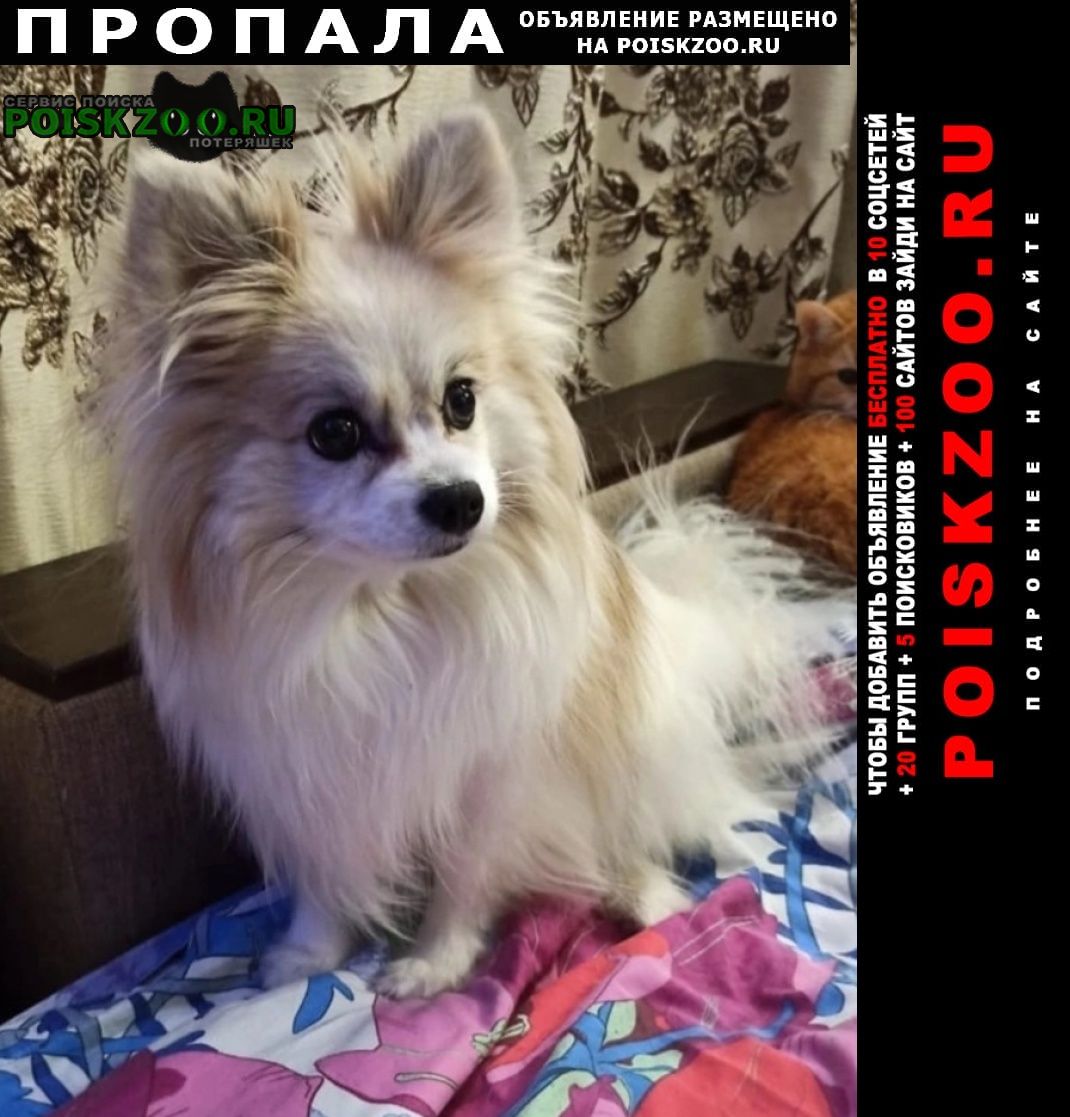Санкт-Петербург Пропала собака шпиц