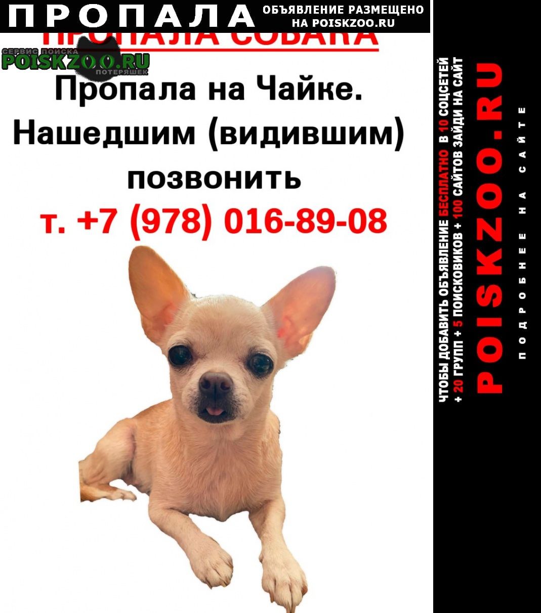 Севастополь Пропала собака девочка. отблагодарю по человечески