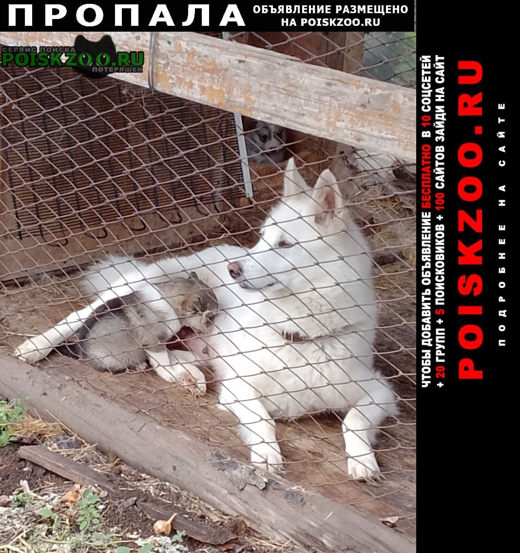 Пропала собака Комсомольск-на-Амуре