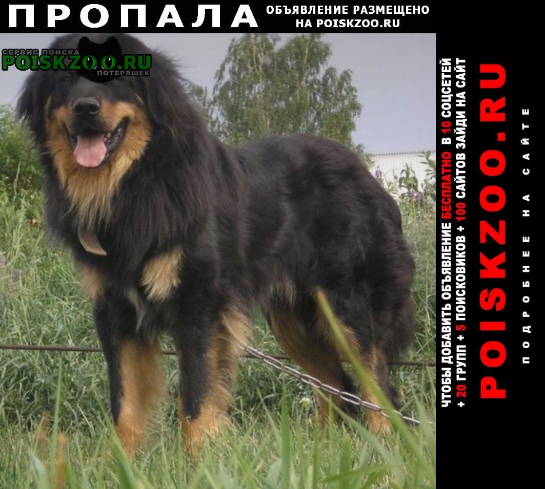 Пропала собака бурято-монгольская овчарка Красноярск