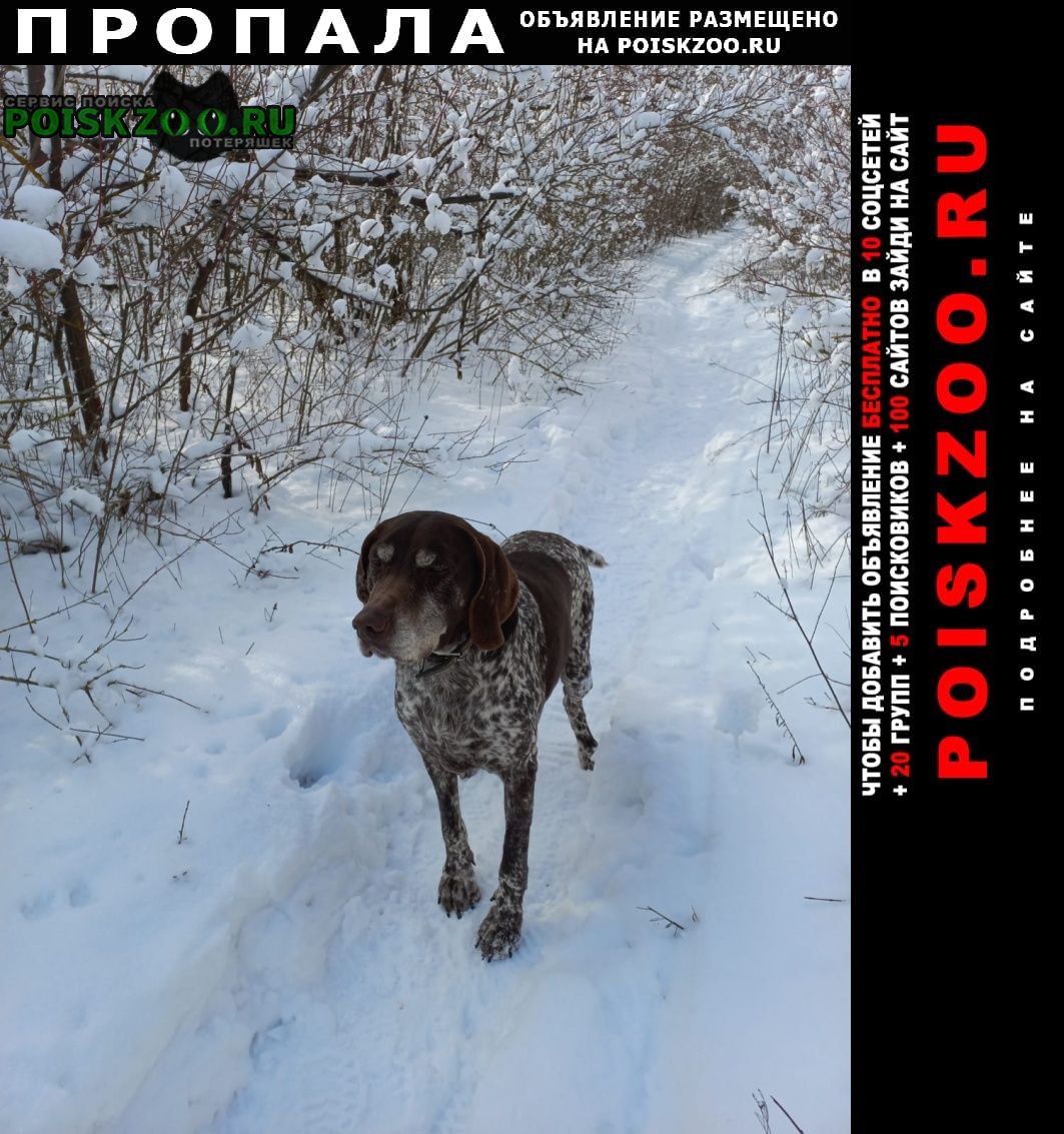 Пропала собака кобель по кличке норд Ростов-на-Дону
